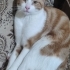 Sevgi dolu, akıllı ve oyuncu fotoğraf