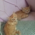 Bu bebekler evde doğup büyüdü fotoğraf