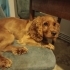 İngiliz cocker spaniel dişi yavru sahiplendirme fotoğraf