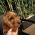 İngiliz cocker spaniel dişi yavru sahiplendirme fotoğraf