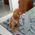 İngiliz cocker spaniel dişi yavru sahiplendirme fotoğraf