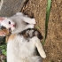 Oğluş yuva arıyor fotoğraf