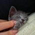 KÜL GRİSİ YAVRU KEDİ fotoğraf
