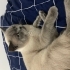 Uysal, kendini sevdiren, çocukları bilen bir kedi sabahları namaza kaldıran … fotoğraf
