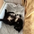 Fiko bebek 2 aylık erkek ömürlük yuvasını arıyor fotoğraf