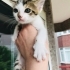 Oyuncu BÖCÜK ömürlük yuva arıyor fotoğraf