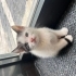 Sağlıklı minik oyuncu kedi fotoğraf