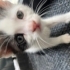 Sağlıklı minik oyuncu kedi fotoğraf