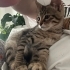 Güzel akıllı sevecen yavruya yuva fotoğraf