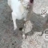 3  bacaklı engelli çocuğumuz sokakta yaşayamiyor fotoğraf