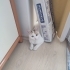 1 yaşında dişi öğrenci evinde bakamadığım için yeni yuva arıyorum fotoğraf