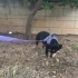 Doberman Pinscher icin acil yuva aranıyor! fotoğraf