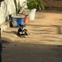 Doberman Pinscher icin acil yuva aranıyor! fotoğraf