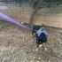 Doberman Pinscher icin acil yuva aranıyor! fotoğraf