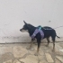 Doberman Pinscher icin acil yuva aranıyor! fotoğraf