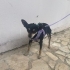 Doberman Pinscher icin acil yuva aranıyor! fotoğraf