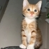 Acil yuva aranıyor fotoğraf