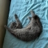 Çok sakin ve uysal bir kedi fotoğraf
