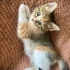 CİMCİME YUVA ARIYOR fotoğraf