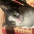 Gri beyaz tatlı kedi olan Rumi 7 aylık bir tekirdir.Aşıları tam ve kısırdır. fotoğraf