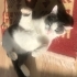 Gri beyaz tatlı kedi olan Rumi 7 aylık bir tekirdir.Aşıları tam ve kısırdır. fotoğraf
