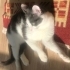 Gri beyaz tatlı kedi olan Rumi 8 aylık bir tekirdir.Aşıları tam ve kısırdır. fotoğraf