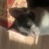Gri beyaz tatlı kedi olan Rumi 8 aylık bir tekirdir.Aşıları tam ve kısırdır. fotoğraf