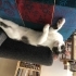 Gri beyaz tatlı kedi olan Rumi 8 aylık bir tekirdir.Aşıları tam ve kısırdır. fotoğraf