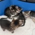 Tekir yavru kedi fotoğraf