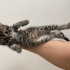 Tekir yavru kedi fotoğraf