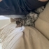 Tekir yavru kedi fotoğraf