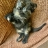 MAVİŞ GÖZLÜ ŞANS KEDİSİNE YUVA ARIYORUZ fotoğraf