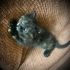 MAVİŞ GÖZLÜ ŞANS KEDİSİNE YUVA ARIYORUZ fotoğraf