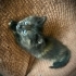 MAVİŞ GÖZLÜ ŞANS KEDİSİNE YUVA ARIYORUZ fotoğraf