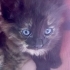MAVİŞ GÖZLÜ ŞANS KEDİSİNE YUVA ARIYORUZ fotoğraf