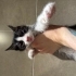 Smokin yavru kedi fotoğraf