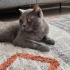 ÇAKIL SİZE ÇOK İYİ BİR DOST OLACAK fotoğraf
