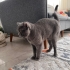 ÇAKIL SİZE ÇOK İYİ BİR DOST OLACAK fotoğraf