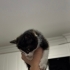BATMAN Calico Kedi dişi çok sevimli yuva arıyor fotoğraf