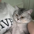 1 yaşında british shorthair erkek kedi fotoğraf