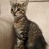minik acil kedi fotoğraf