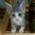 ÇOK ACİL 2  YAVRU KEDİ fotoğraf