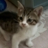 ÇOK ACİL 2  YAVRU KEDİ fotoğraf