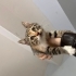 Calico Minik Bebiş Salınmadan Kendine Ev Arıyor Dişi 2 aylık fotoğraf