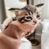Annesi cins kedi yavru fotoğraf