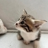 Annesi cins kedi yavru fotoğraf