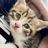 Annesi cins kedi yavru fotoğraf