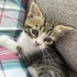 Annesi cins kedi yavru fotoğraf
