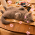 Ücretsiz sahiplenme British kedi fotoğraf