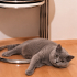 Ücretsiz sahiplenme British kedi fotoğraf